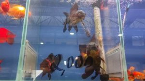 Птичий рынок Москва 4 июня 2023 года