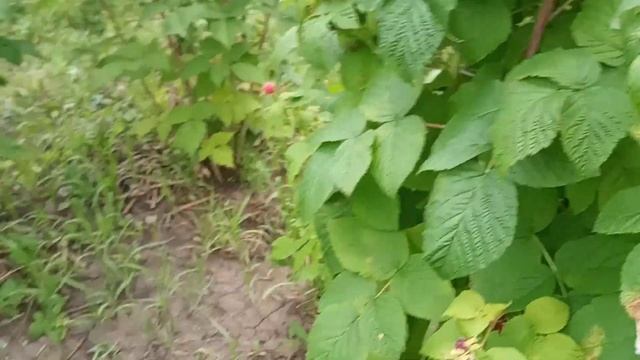 Летняя обрезка и уход за малиной после плодоношения. Подкормка в июле.