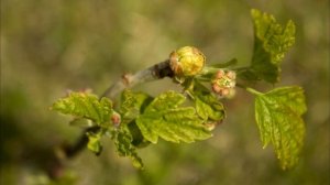Почковый клещ на  черной смородине, как с ним бороться?!