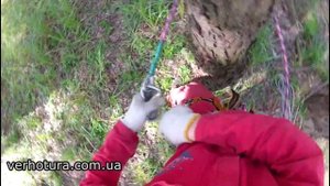Использование обхватки из троса в арбористике