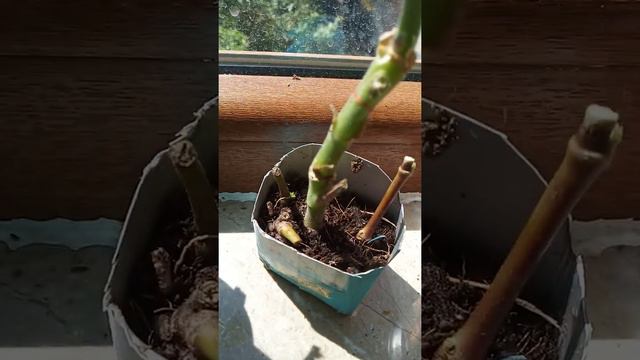 Пеларгония поющелистная. Маленький черенок. Мой чудо эксперимент. смотреть онлайн