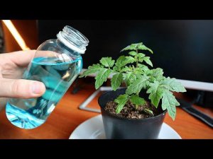 Почему такая подкормка необходим ВЗРОСЛОЙ рассаде помидор в апреле мае?  Подкормка рассады томатов.