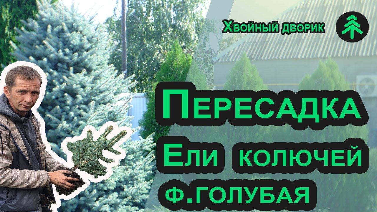 Как пересадить ель осенью? Пересадка ели голубой - сажаем с мульчированием хвойным опадом