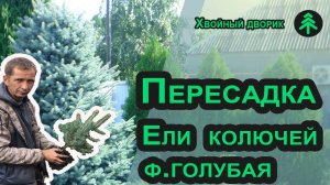 Как пересадить ель осенью? Пересадка ели голубой - сажаем с мульчированием хвойным опадом