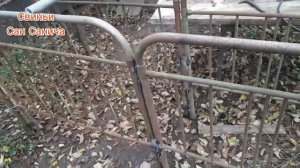 Станок для осеменения свиней