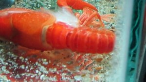 Как линяют раки