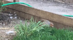 Серая куропатка в домашних условиях