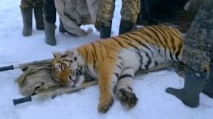 Тигра поймали