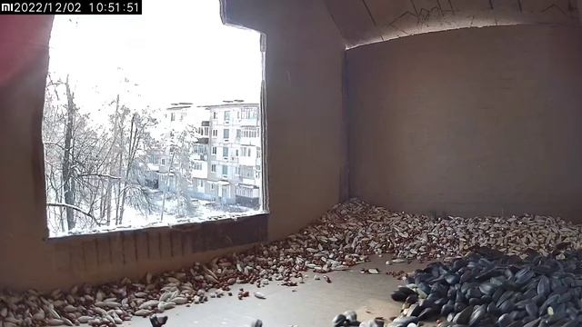 Пернатые друзья у дома смотреть онлайн