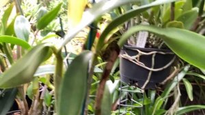 Орхидея Стангопея. Уход. Каттлеи. Stanhopea Tigrina. C. guttata albina. Nice Cattleya Hybrids ?