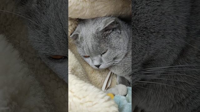 Кот в пути#ольгамурзик #цветы #дача #путешествия смотреть онлайн