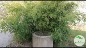 Бамбуки на улицах Армавира.