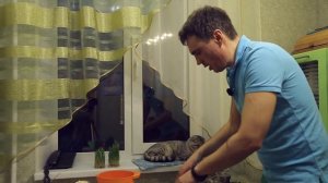 Чем кормить котов. Кошачие котлетки.