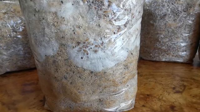 8. Ежевик (ежовик) гребенчатый захватывает дубовые опилки. смотреть онлайн