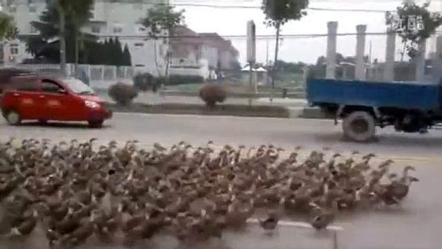 Гуси с доставкой смотреть онлайн