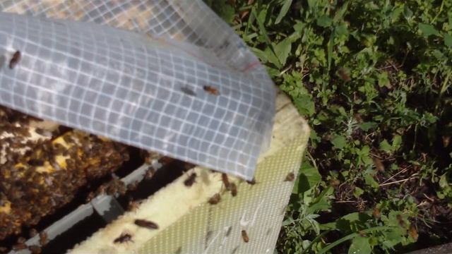 Взяток с акации, Шести рамочник развитие смотреть онлайн