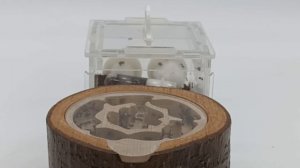 СОЗДАНИЕ БОЛЬШОЙ ИМПЕРИИ CREMATOGASTER SCUTELLARIS