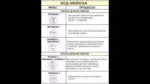 § 26 Развитие половых клеток. Мейоз. Оплодотворение