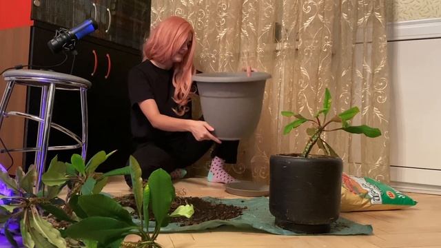 Пересадка комнатных растений