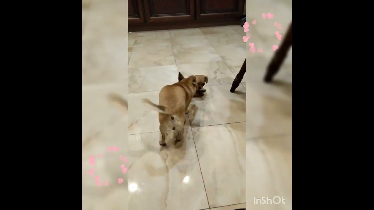 #красивыечихуахуа #щенкичихуахуа #чихуахуа