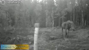 Лосиха против стаи волков