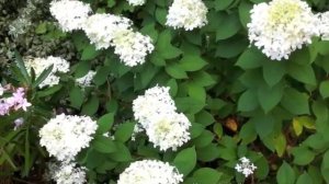 Hydrangea paniculata 'Limelight'