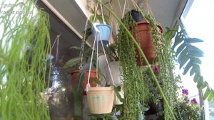 Комнатные цветы/Цветение декабриста в ноябре/Шлюмбергера/Зигокактус/Лесные кактусы