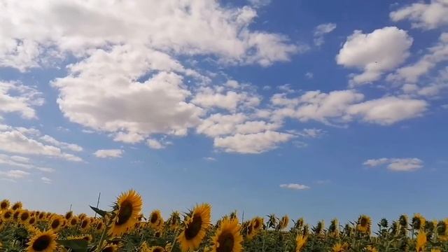 Природа - это жизнь | Красота природы Ставрополья | Природа и Кавказ | Подсолнухи | Солнечное поле