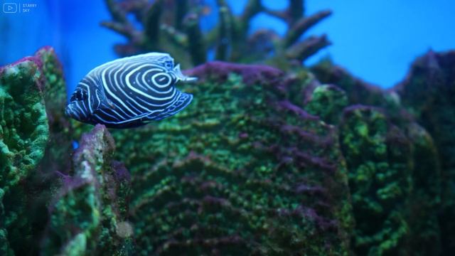 Aquarium 4K VIDEO (ULTRA HD) - Beautiful Coral Reef Fish - Sleep Relaxing Meditation Music смотреть онлайн