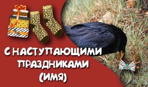 4-6 Футажи Птицы и набор Гепард CHRISTMAS для видеомонтажа