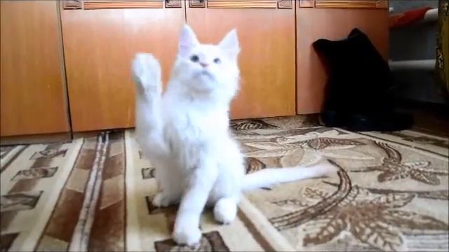 Catarina, 3.1months. Купить котёнка мейн кун Видео