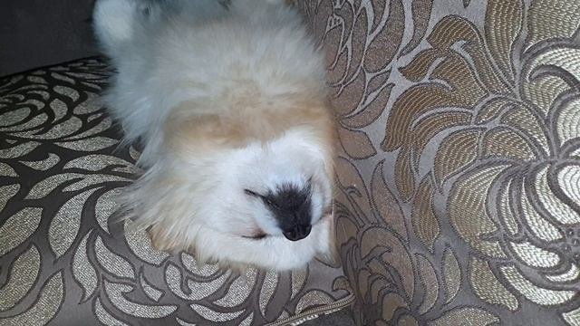 Как ХРАПИТ Померанский Шпиц! POMERANIAN
