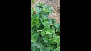 ПОЛКА КЛУБНИКА ОПИСАНИЕ СОРТА . КЛУБНИКА ПОЛКА ОТЗЫВЫ САДОВОДОВ