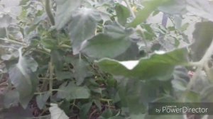 Как сформировать томат в два стебля. Пасынкование томатов