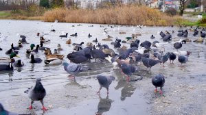 Птичий базар на Омеге