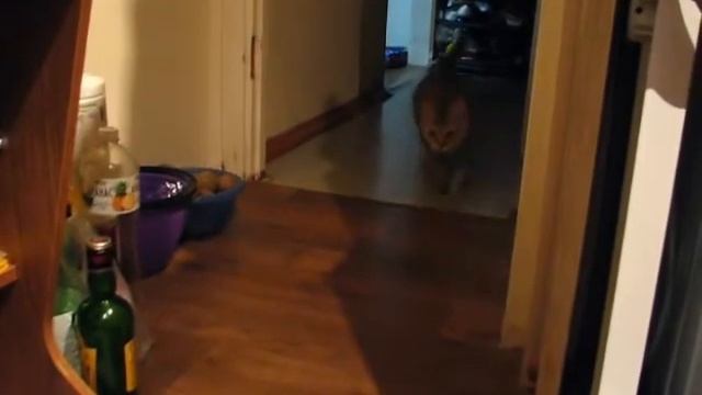 Мой Котопёс прибегает на свист смотреть онлайн