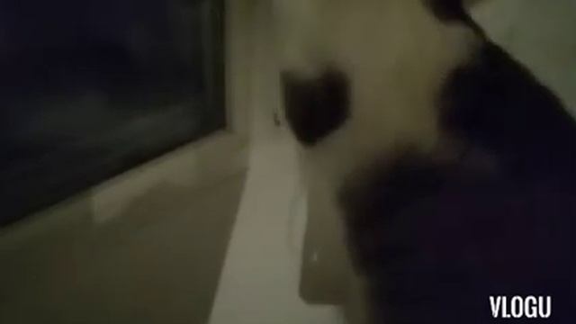 Куда пропала Мура?🐈/Посылка за 80 копеек ПРИШЛА👍/ПОСЛЕДНЕЕ ВИДЕО😲🎄/СМОТРЕТЬ ОПИСАНИЕ!!!✨31.12.2020✌ смотреть онлайн