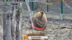 Медведь Мансур, играет с кругом, измеряет обхват талии :) [28.04.2021]