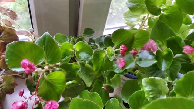 Бегонии вечноцветущие. Грунт, размер горшка, уход. смотреть онлайн