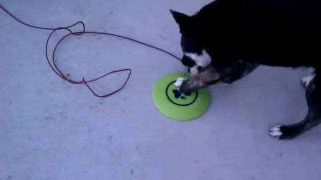 Supra trying to pick up his toy lol смотреть онлайн
