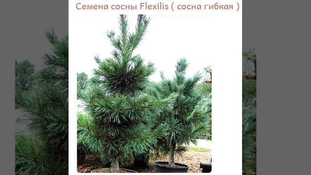 Семена сосны Flexilis ( сосна гибкая )