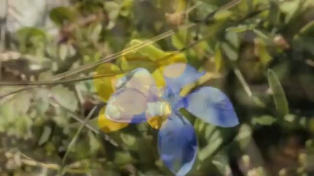 Diaporama Macro смотреть онлайн