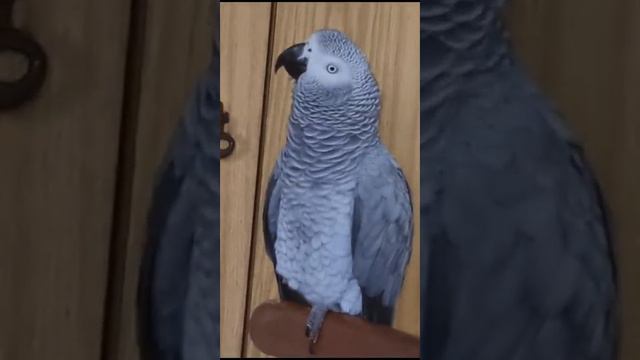 - это песня такая... - поцеловатик, иди к маме... смотреть онлайн