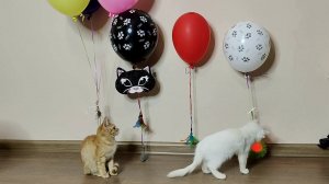 Котята весело играют с шариками+гелями+игрушками.