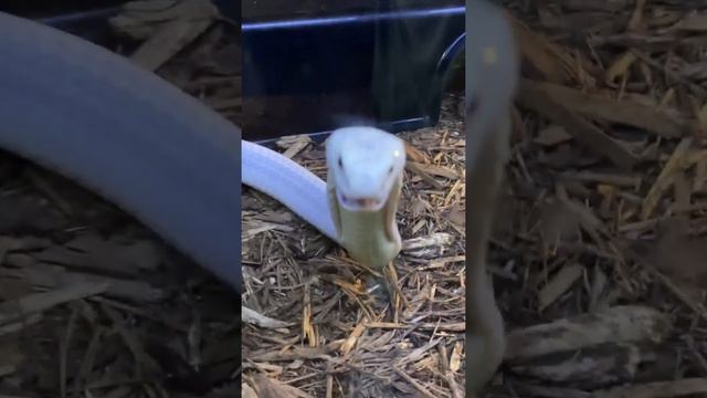 Подпишись на нас чтобы смотреть больше таких видео 🐍🐊🦎🐢🕷️🦂💘