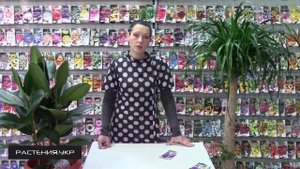Будлея посадка и уход / кустарники декоративные цветущие / Буддлея из семян