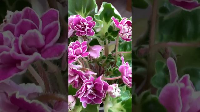 БО- Птица Радость 🌿 #фиалкацветёт #сортовыефиалки #сенполии #africanviolets #фиалка