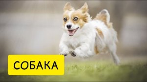 К чему снится СОБАКА. Приснилась собака. Толкование сна