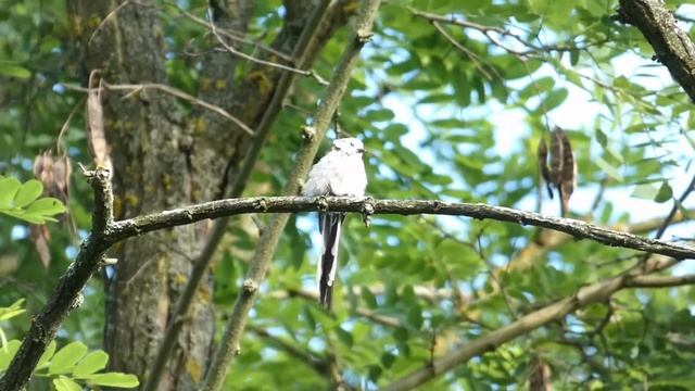 Длиннохво́стая сини́ца или ополовник (лат. Aegithalos caudatus)