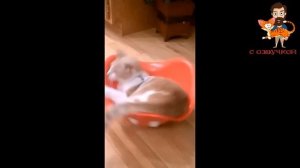 Приколы с котами! С ОЗВУЧКОЙ! Самые смешные животные! СМЕШНЫЕ КОТЫ И СОБАКИ!